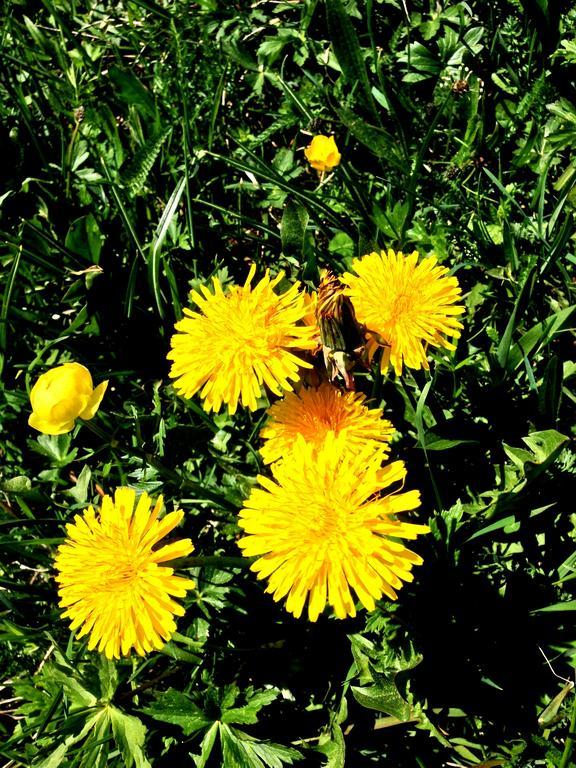 Penzion Elisabeth Inkl Der Super Sommer Card Im Sommer 2025